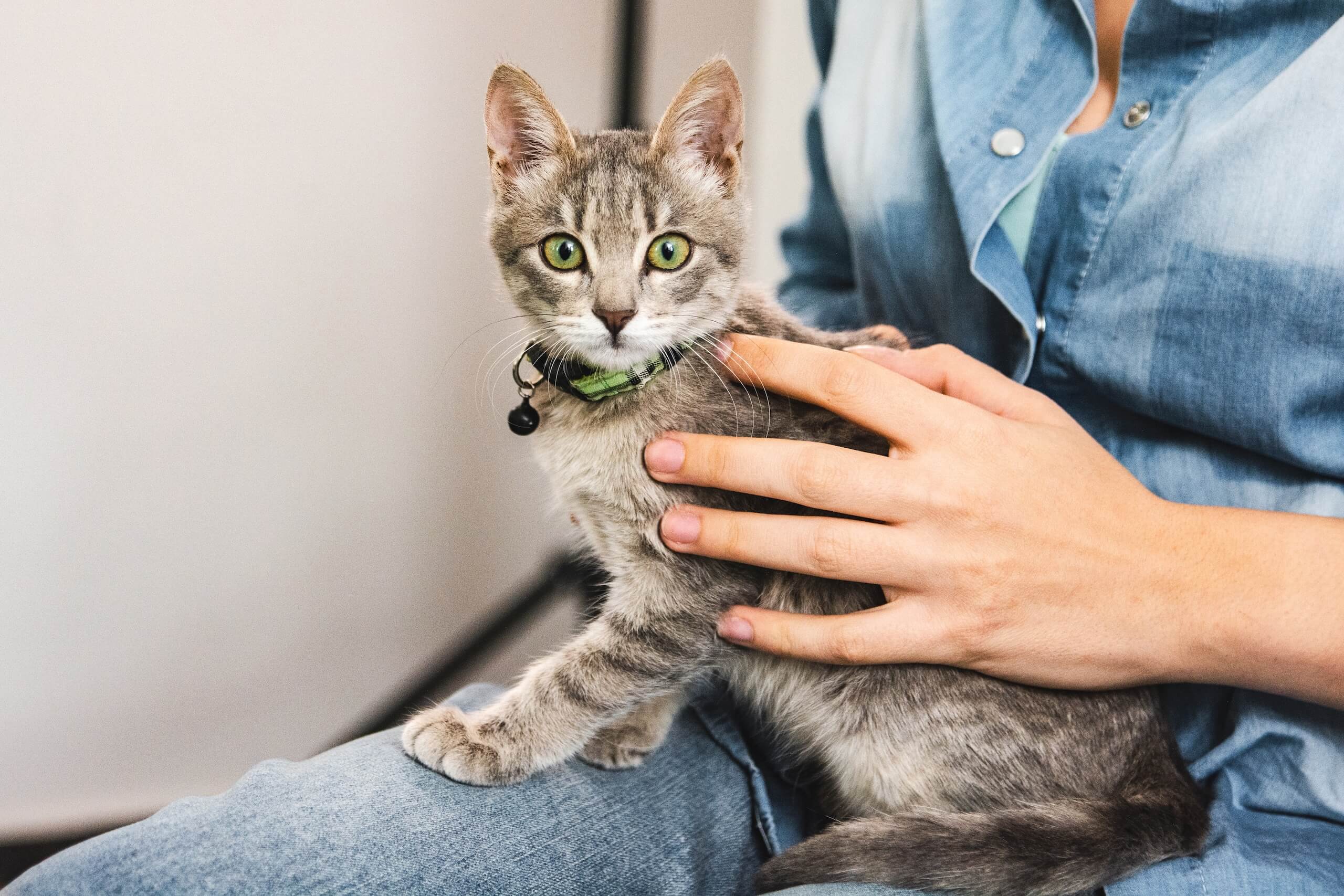 Cat on lap