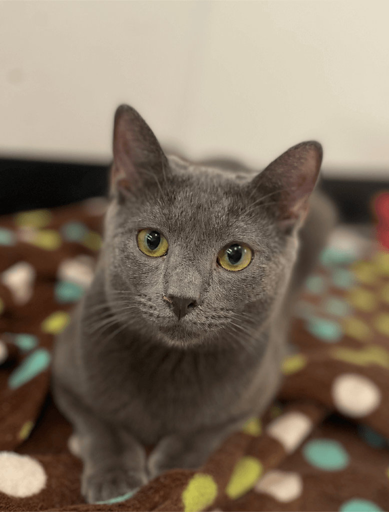 Dmitri