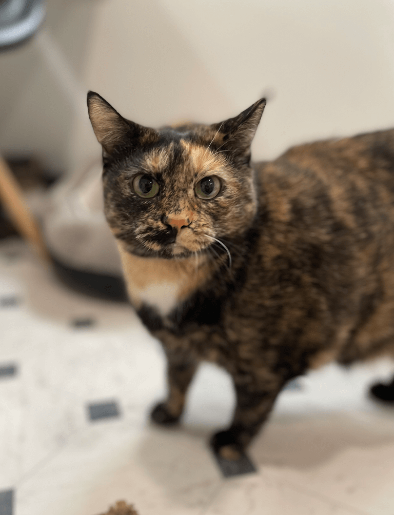 Kiti