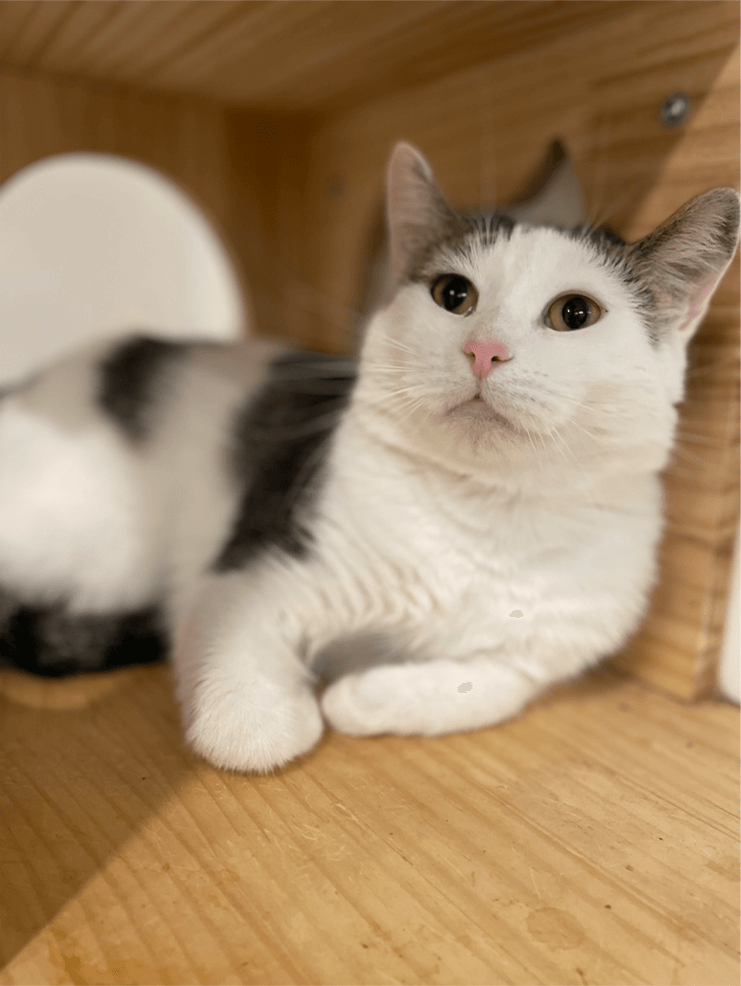 Loki