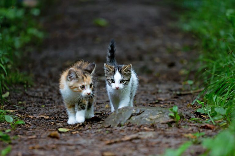 stray kittens