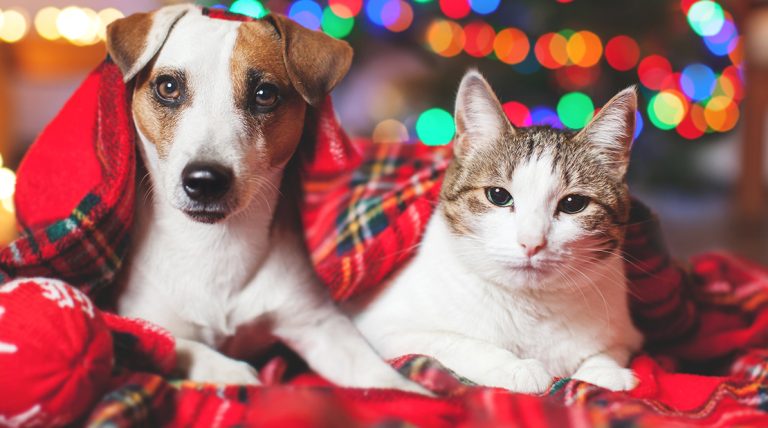 Holiday Pet Safety: Tips for a Safe Season