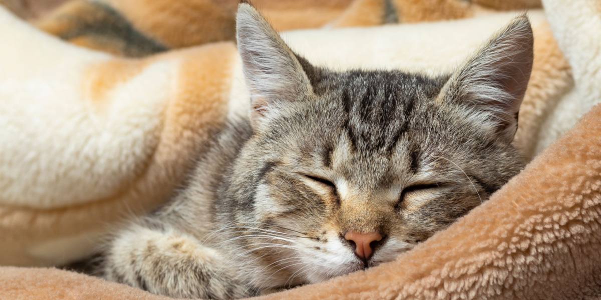 cat-sleep-in-blanket
